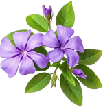 Periwinkle Flower Blooming Purple Vinca Minor With Leaves Color Minors 699071 Wh860 Removebg Preview